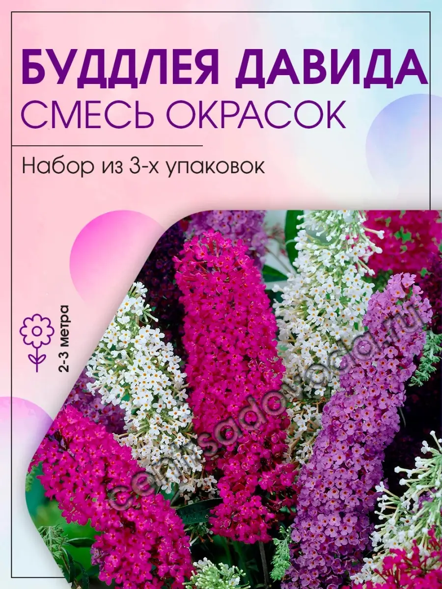 Буддлея Давида Смесь окрасок 3 уп Агрохолдинг Поиск купить по цене 167 ₽ в  интернет-магазине Wildberries | 27781963