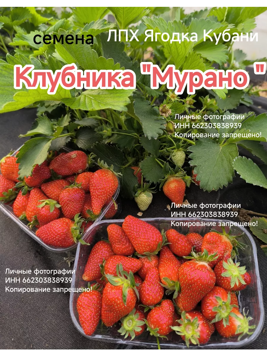 Клубника 